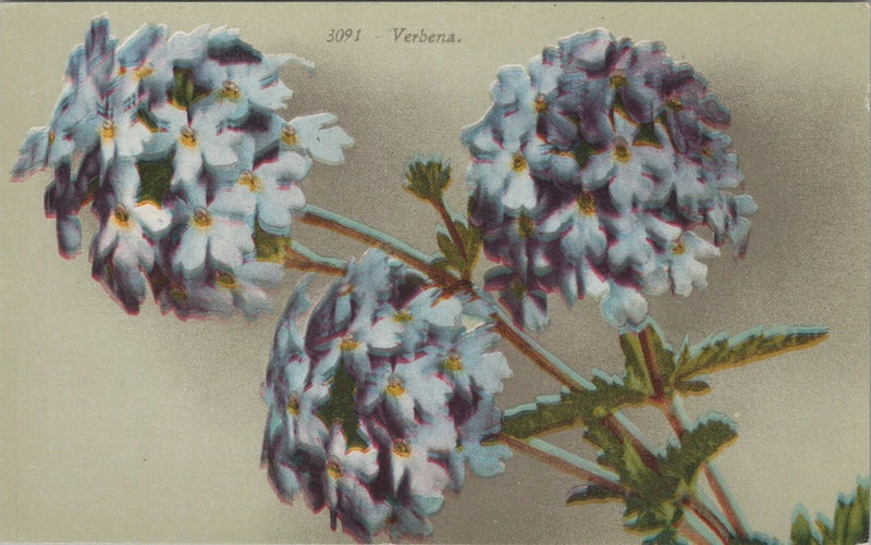 Verbena Hydrangea Like Flower Greeting Divided Back Vintage Post Card Hydrangea
