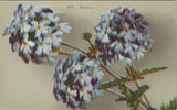 Verbena Hydrangea Like Flower Greeting Divided Back Vintage Post Card Hydrangea