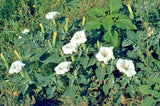 50 JIMPSON WEED DATURA SEEDS - Datura stramonium Garden Plants
