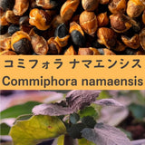 commiphora namaensis seeds20/50/100PCS Green Plant
