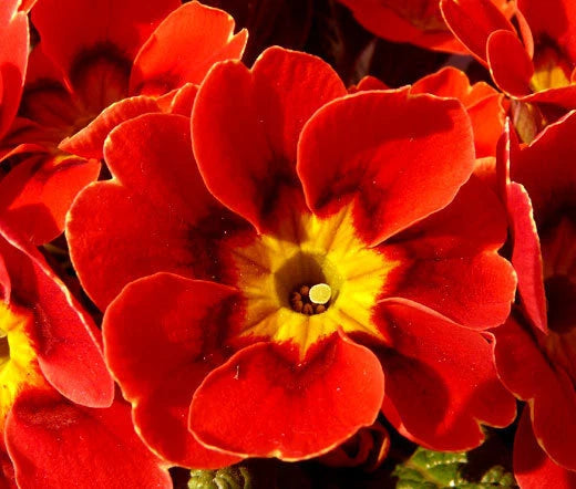 PRIMROSE ENGLISH ACCORD SCARLET RED Primula Vulgaris - 50 Bulk Seeds Garden Plants