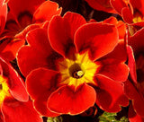 PRIMROSE ENGLISH ACCORD SCARLET RED Primula Vulgaris - 50 Bulk Seeds Garden Plants