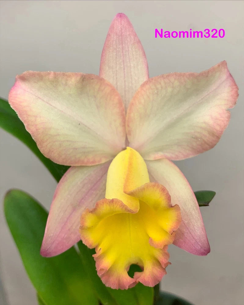 Blooming orchid with pink-edged petals and yellow center, small potted plant