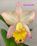 Potinara Fairyland Small grower Blooming size Orchids