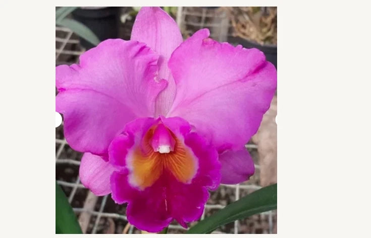 Purple-pink Cattleya orchid bloom with yellow-orange center and ruffled petals