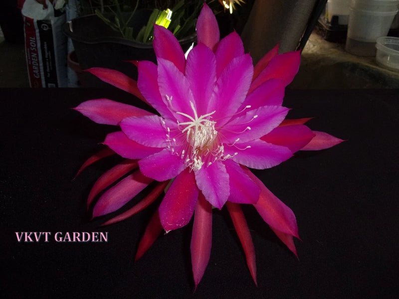 Pink magenta Epiphyllum orchid cactus flower cutting with open petals and stamen