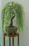 Bonsai Green Weeping Willow Tree - Thick Trunk Cutting Green Plant