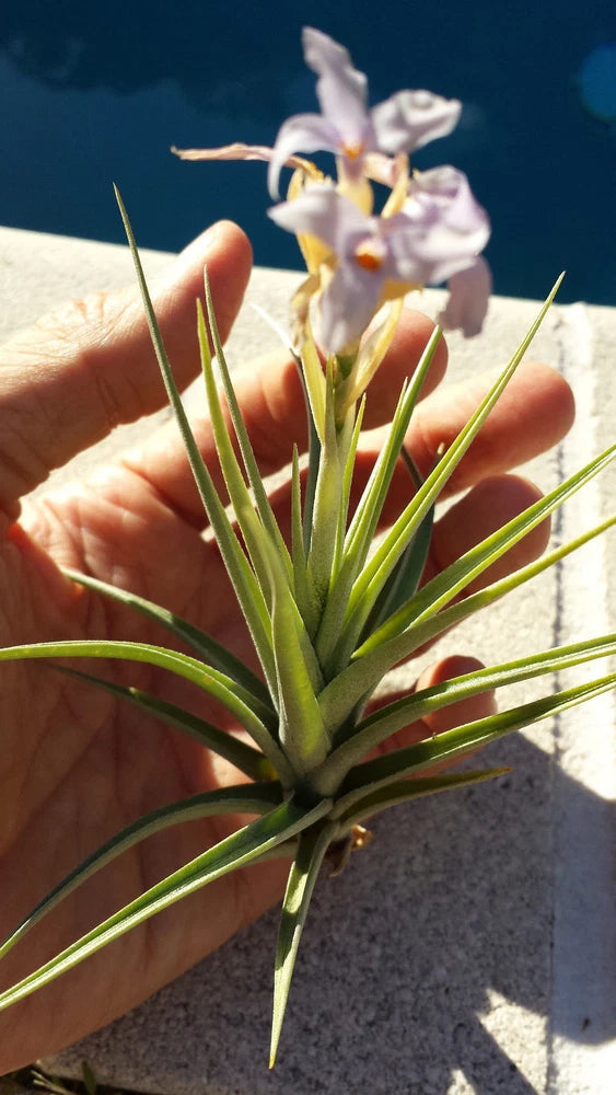 Flowering air plant with long green leaves and small white-purple blooms.