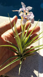 Bromeliad Tillandsia bergeri  Mad Happenings Exotic Tropical Air Plant Orchids