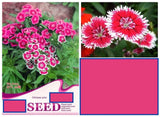 20 SEEDS Pink Chinese Carnation flower exotic bloom garden bed plant USA Seller Carnation