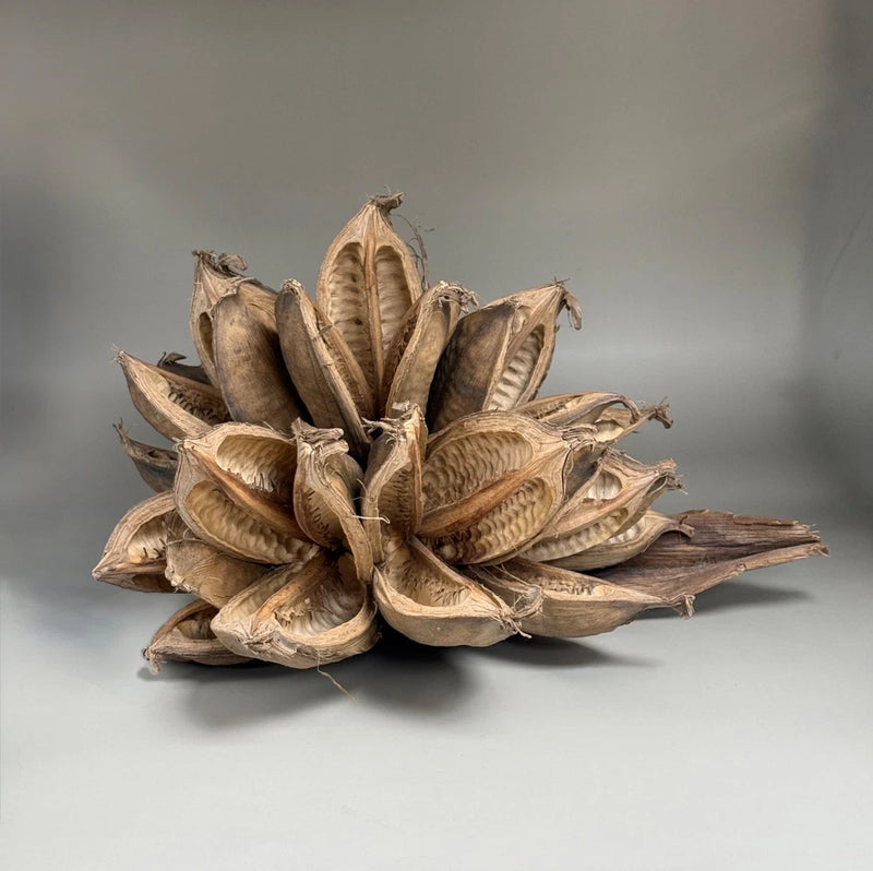Vickerman Natural Star Pod 15" long Great for Air plants! Flowering Plants