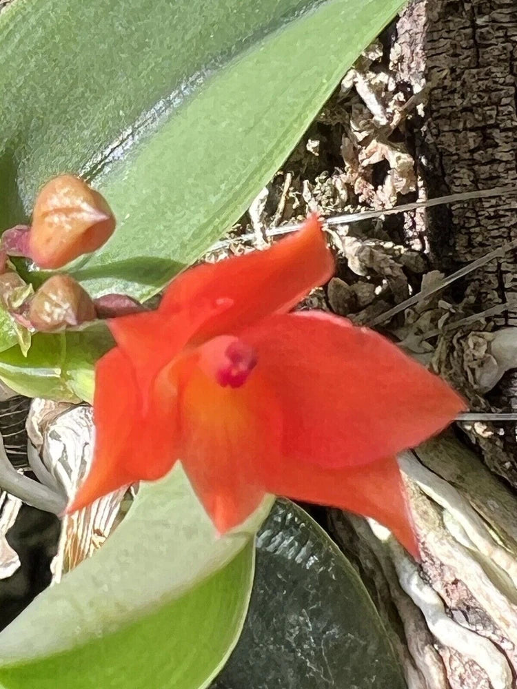 Orange-red Sophronitis cernua orchid flower with glossy green leaves and buds