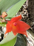 Sophronitis cernua Orchids