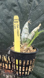 Cycnoches cooperi Ð Potted Green Orchid, Vegetative Seedling, 6513, 1 Plant Orchids
