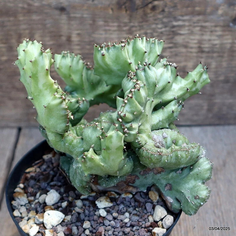 MaMa Cactus Euphorbia lactea crested succulent, green spiny plant in pot with gravel