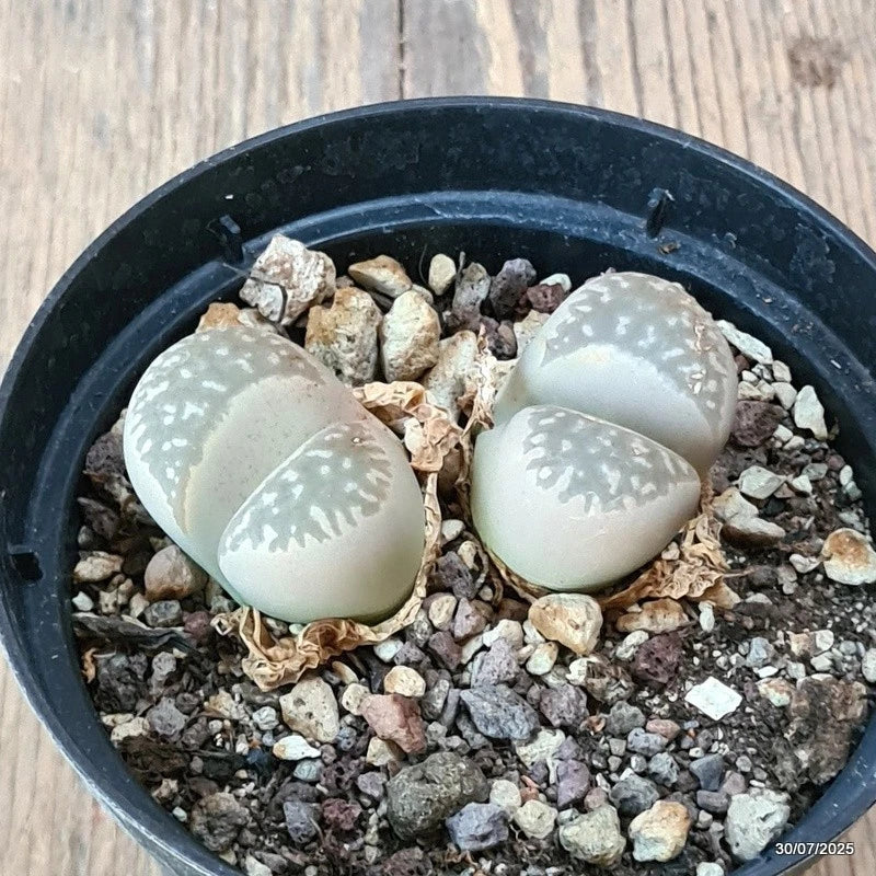 D5564 LITHOPS AUCAMPIAE pot10-H3-W6 cm MaMa Cactus Green Plant