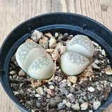D5564 LITHOPS AUCAMPIAE pot10-H3-W6 cm MaMa Cactus Green Plant