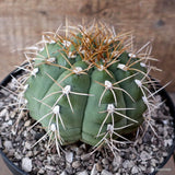 D7848 GYMNOCALYCIUM MARQUEZII pot18-H9-W12 cm MaMa Cactus Green Plant