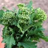 250 SPRING RAAB BROCCOLI SEEDS FRESH HARVEST FOR GARDENS Garden Plants