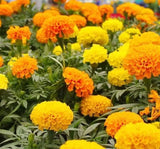200+Petite French Marigold Seeds Mix Garden Pest Deterrent Dwarf Flowers USA Garden Plants