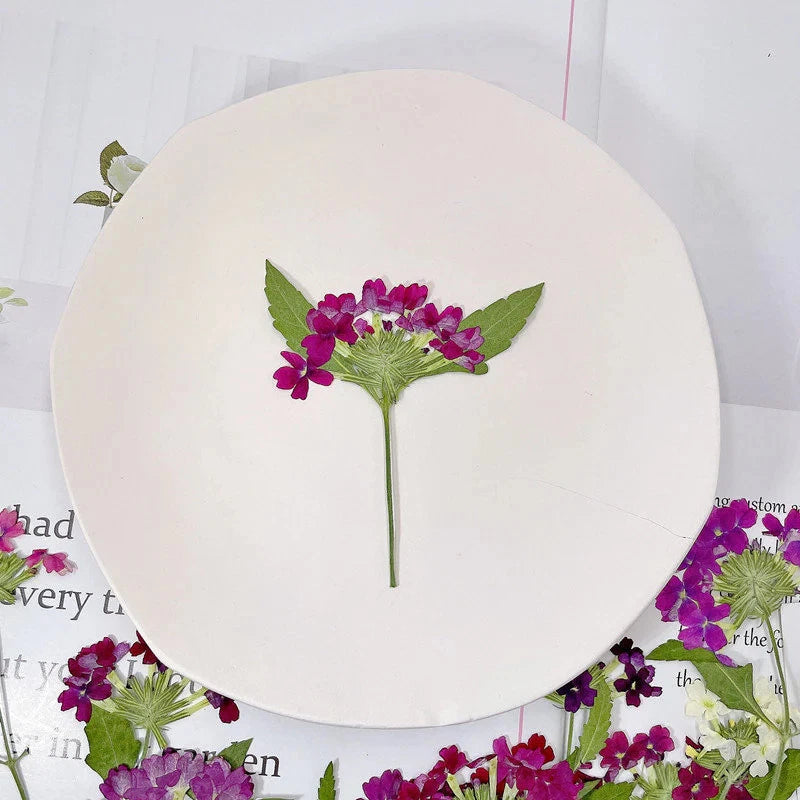 Pressed dried verbena flower sprigs with magenta blossoms and green stems, set of 12