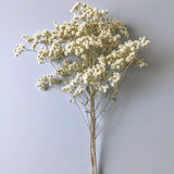 Dried Sweet Everlasting Flowers & Stems Dried Flower