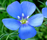 FLAX BLUE ANNUAL ORGANIC Linum Usitatissimum - 10,000 Bulk Seeds Garden Plants