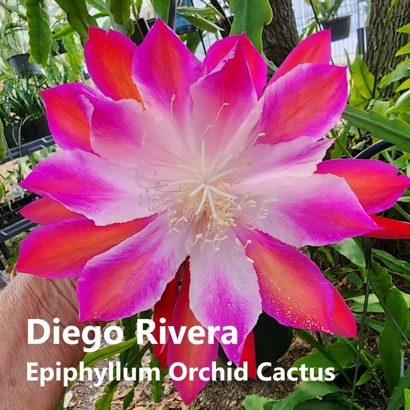 Rooted epiphyllum orchid cactus with large pink-red star flower