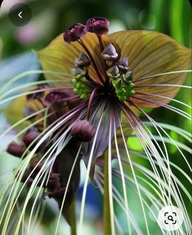 Tacca lily flower with dark purple blooms and long thin whisker filaments