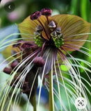 Imported bat lily flower bulbs | brown Tacca lily flower bulb Pack of 2 bulb Lily