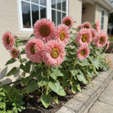 100 Pink Teddy Bear Sunflower Seeds Ð Unique Fluffy Blooms for Garden Beds Sunflower
