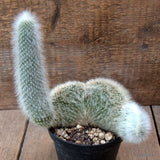 D3969 CLEISTOCACTUS STRAUSII CRESTED pot12-H8-W17 cm MaMa Cactus Green Plant