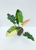 Philodendron Green Saw Varigated Exotic Leaf Rare Unique Green Plant