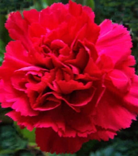 NEW! 30+ SCARLET RED CARNATION FLOWER SEEDS / PERENNIAL Carnation