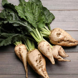 SUGAR BEET 200 SEEDS FRESH FOR GARDENS TASTE VERY GOOD Garden Plants