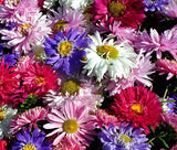 ASTER CHINA Callistephus Chinensis - 2,000 Bulk Seeds Garden Plants
