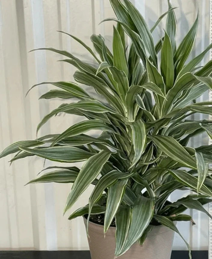 Warneckii Dracaena gardening plant live plant X 1 Green Plant