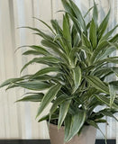 Warneckii Dracaena gardening plant live plant X 1 Green Plant