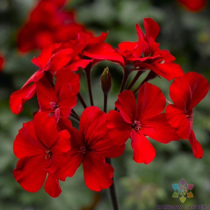 25+ Caliente Fire Geranium Seeds for Garden Planting - USA - FREE SHIPPING! Garden Plants