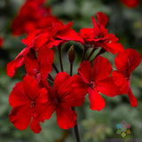25+ Caliente Fire Geranium Seeds for Garden Planting - USA - FREE SHIPPING! Garden Plants