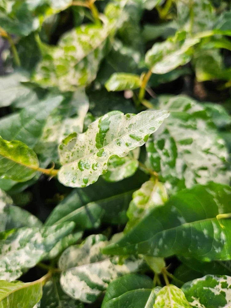 Ficus fig plant with speckled variegated leaves