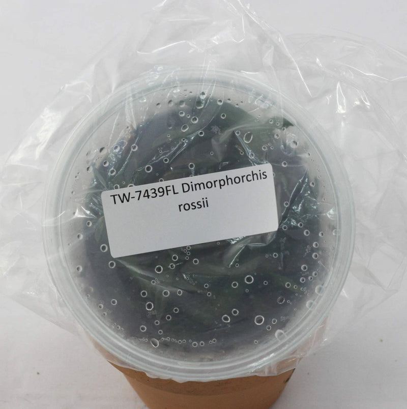 Orchid plant in clear plastic pot with label reading Dimorphorchis rossii