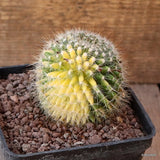 D5008 MAMMILLARIA MARKSIANA VARIEGATED pot10-H7-W6 cm MaMa Cactus Green Plant