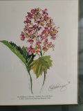 watercolor Of HYDRANGEA Signed By LUCI ARNAZ, dated 2002 Hydrangea