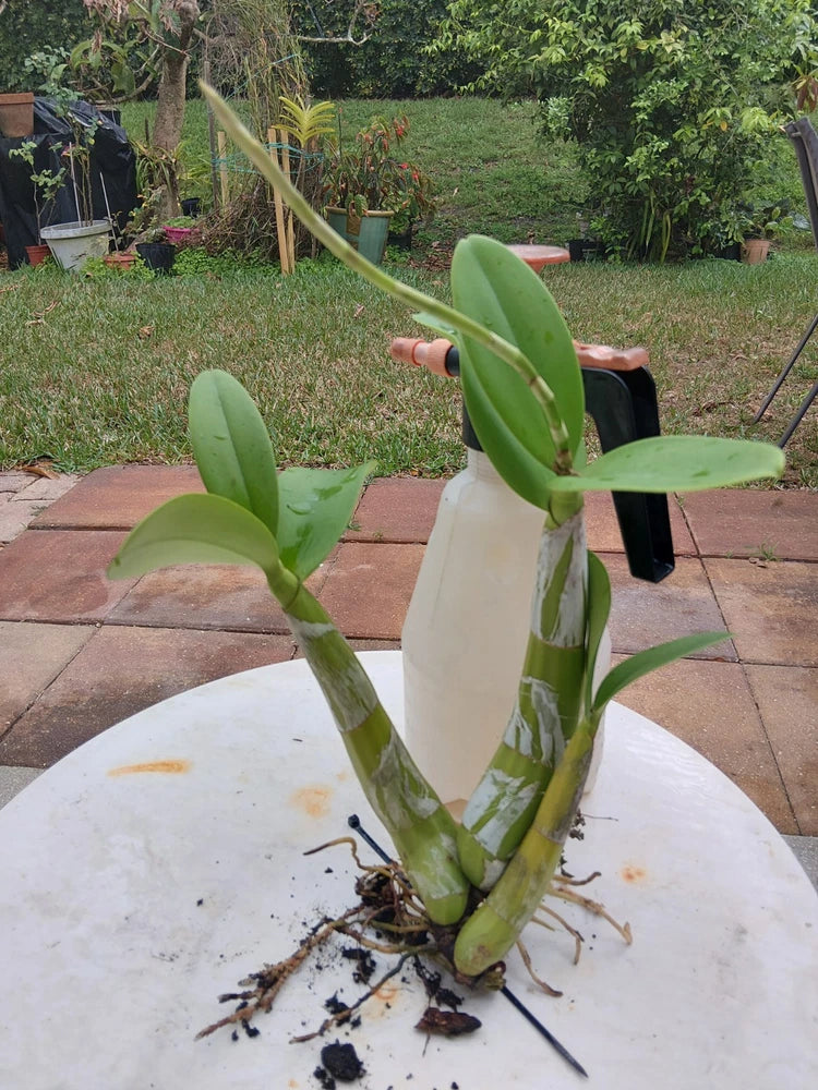 Schomburgkia exaltata orchid plant with green stems and exposed bare roots in basin