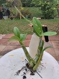 Schomburgkia exaltata, spiked, bare root, spectacular orchid! Orchids