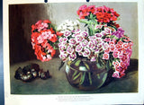 Old Print Sweet William Dianthus Barbatus Carnation Family Colour Flowers Carnation