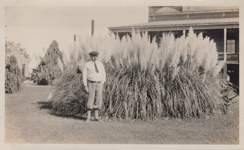Antique Arizona 1929 Ingalls Pampas Grass University Tucson Original Photo Pampas Grass
