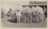Antique Arizona 1929 Ingalls Pampas Grass University Tucson Original Photo Pampas Grass