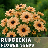 Apricot Rudbeckia Seeds 125+ Seeds Annual Flower Seeds Garden Daisies